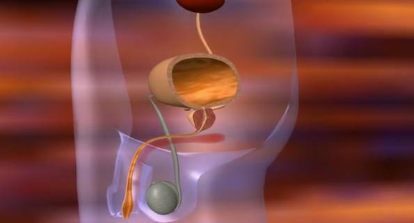 Здоровая простата по размеру и форме похожа на грецкий орех, весит около 30 граммов и находится под мочевым пузырем и перед прямой кишкой (ре